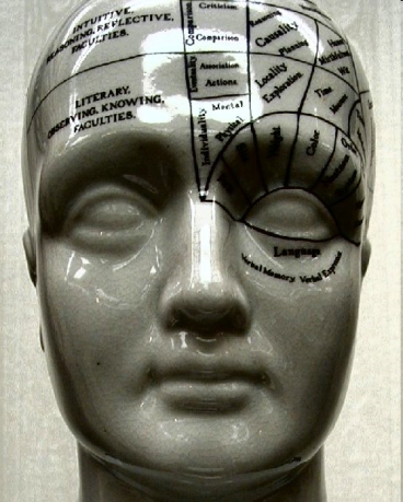 Model head with a map of different parts of the brain